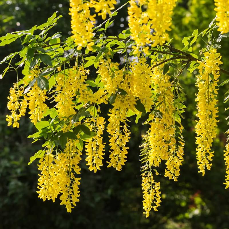 Yellow Wisteria Flower seeds for Planting Long Bloom Season Heirloom & GMO Free Seeds for Home Garden 
 
 Sale