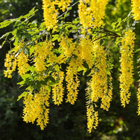 Yellow Wisteria Flower seeds for Planting Long Bloom Season Heirloom & GMO Free Seeds for Home Garden 
 
 Sale