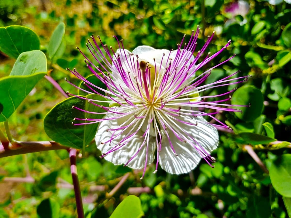Capparis Spinosa Flower Seeds for Planting - Perennial Flower Seeds for Stunning Blooms