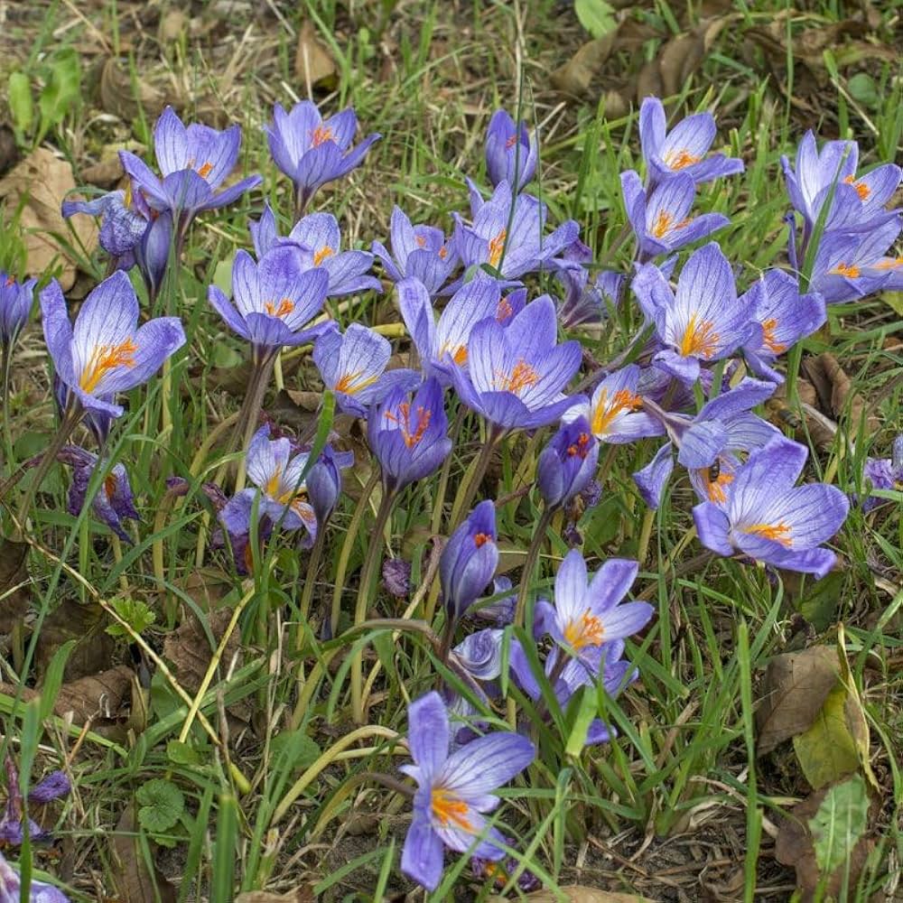 Blue Crocus Flower Seeds – Pollinator Friendly Heirloom & NonGMO Seeds for Home Garden
 
 Sale