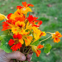 Yellow Red Nasturtium Flower seeds for Planting - Fragrant Blossoms, Heirloom & GMO Free Seeds for Home Garden