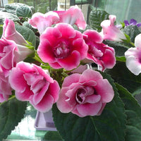 Pink & White Saintpaulia Flower seeds for Planting - Drought Tolerant, Heirloom & GMO Free Seeds for Home Garden