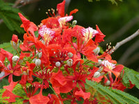 Delonix regia B6 Royal Poinciana - Flamboyant Flame Tree (Gulmohar)