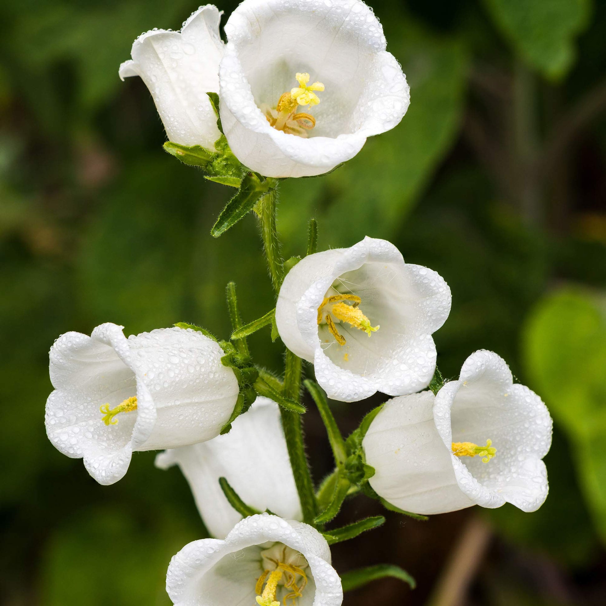 White Bellflower Campanula Pyramidalis Seeds for Planting Cottage Garden
