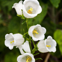 White Bellflower Campanula Pyramidalis Seeds for Planting Cottage Garden