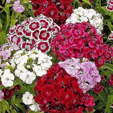 Red William Flower seeds for Planting - Compact Growth, Heirloom & GMO Free Seeds for Home Garden