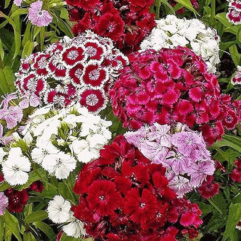 Red William Flower seeds for Planting - Compact Growth, Heirloom & GMO Free Seeds for Home Garden