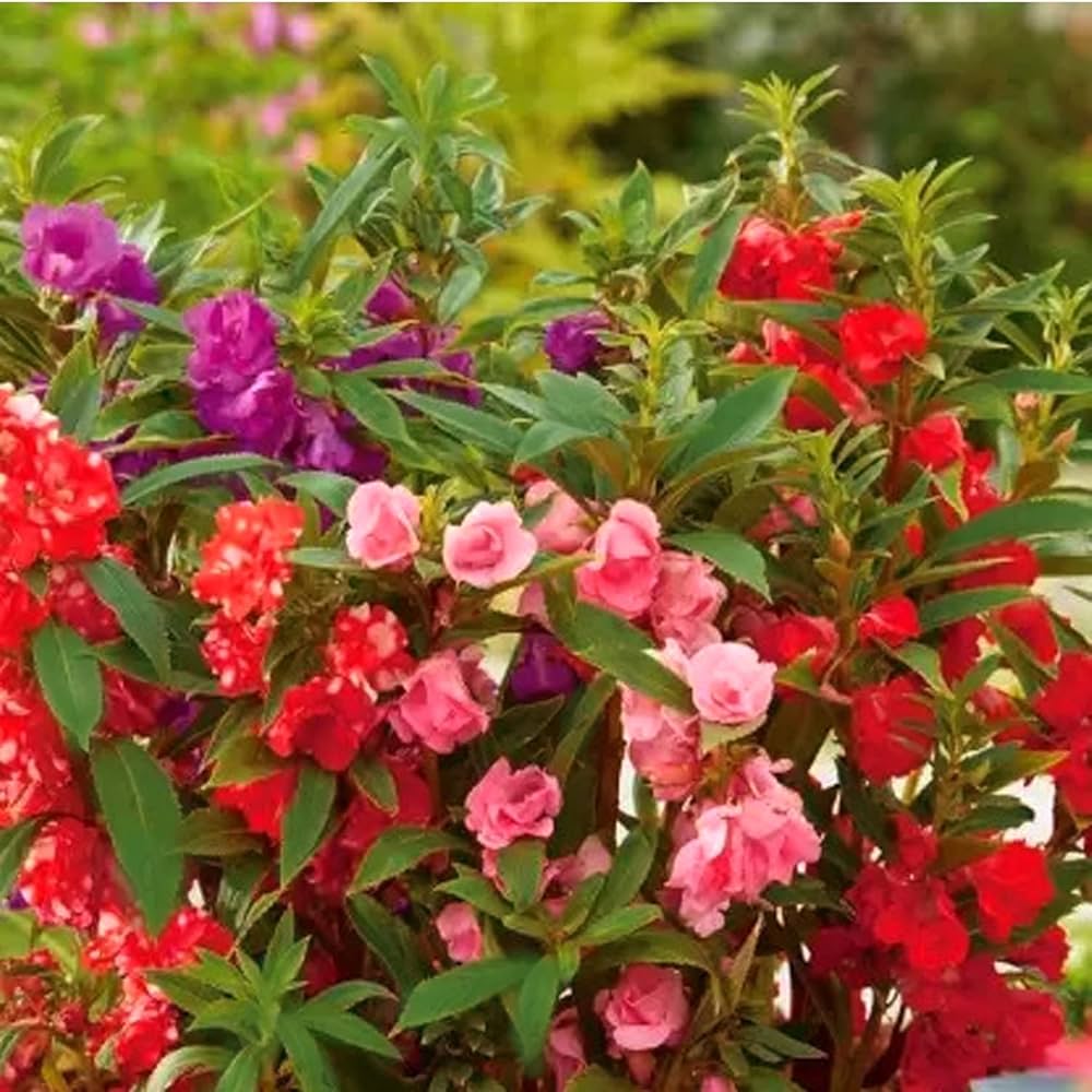Pink Balsam Camellia Flower seeds for Planting - Low Maintenance, Heirloom & GMO Free Seeds for Home Garden