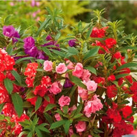 Pink Balsam Camellia Flower seeds for Planting - Low Maintenance, Heirloom & GMO Free Seeds for Home Garden