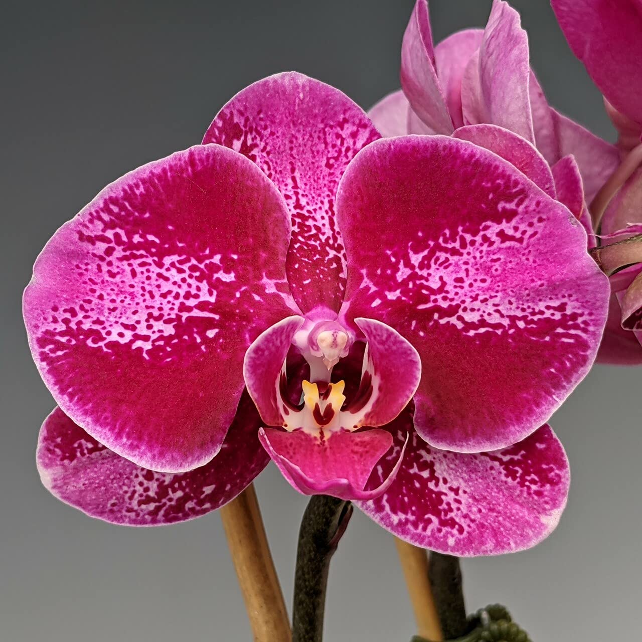 Red Bell Orchid Flower seeds for Planting - Cut Flower Favorite, Heirloom & GMO Free Seeds for Home Garden
