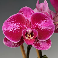 Red Bell Orchid Flower seeds for Planting - Cut Flower Favorite, Heirloom & GMO Free Seeds for Home Garden