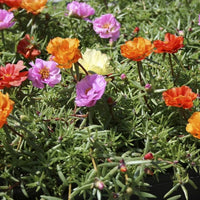 Moss Rose Portulaca Flower seeds for Planting - Long Bloom Season, Heirloom & GMO Free Seeds for Home Garden