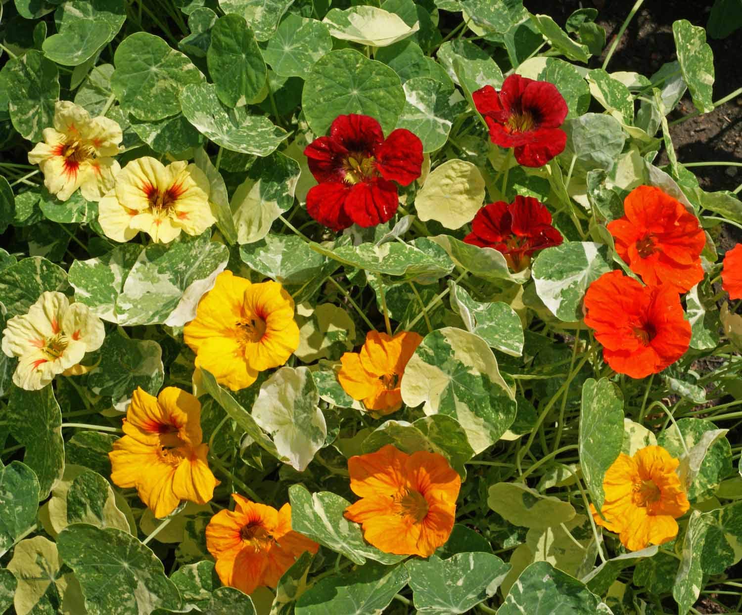 Heirloom Nasturtium Flower seeds for Planting Wildflower Mix Heirloom & GMO Free Seeds for Home Garden