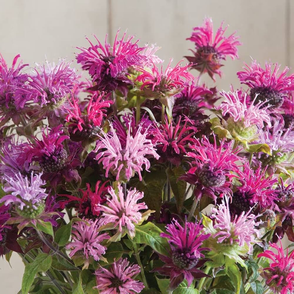 Mixed Panorama Flower seeds for Planting - Fragrant Blossoms, Heirloom & GMO Free Seeds for Home Garden
