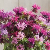 Mixed Panorama Flower seeds for Planting - Fragrant Blossoms, Heirloom & GMO Free Seeds for Home Garden