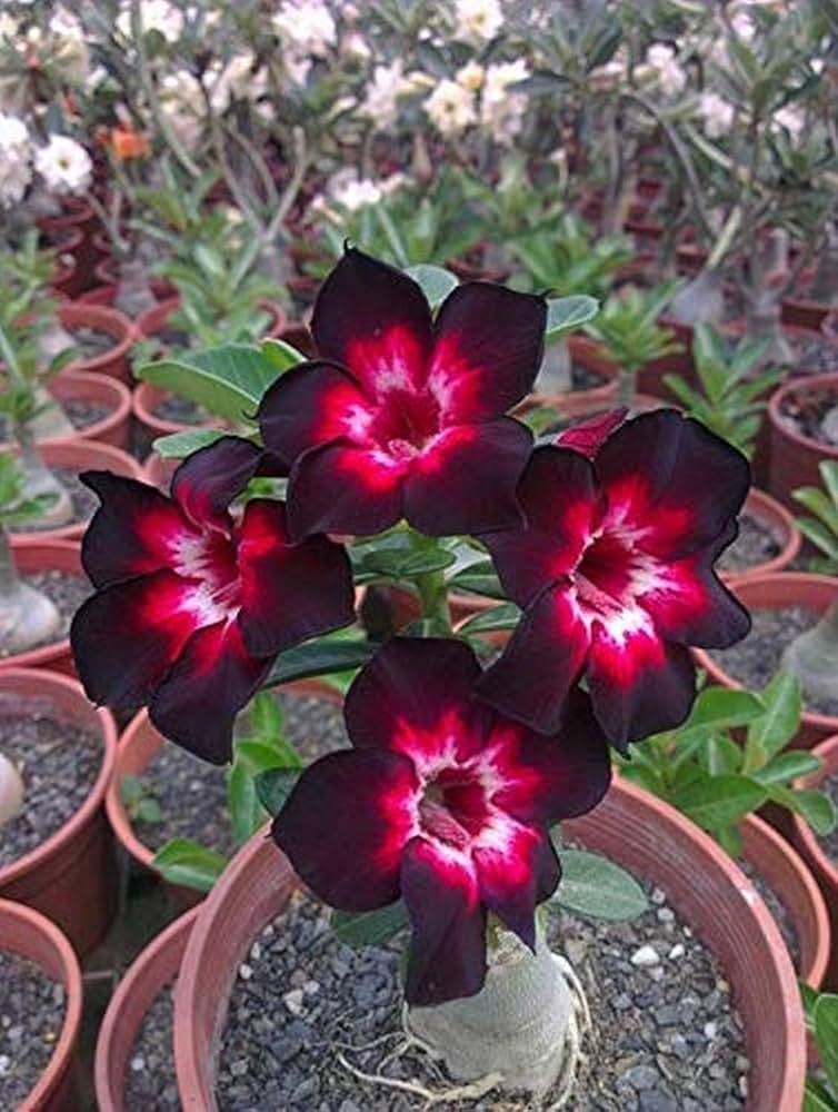 Black Red Adenium Obesum Flower seeds for Planting - Colorful Display, Heirloom & GMO Free Seeds for Home Garden