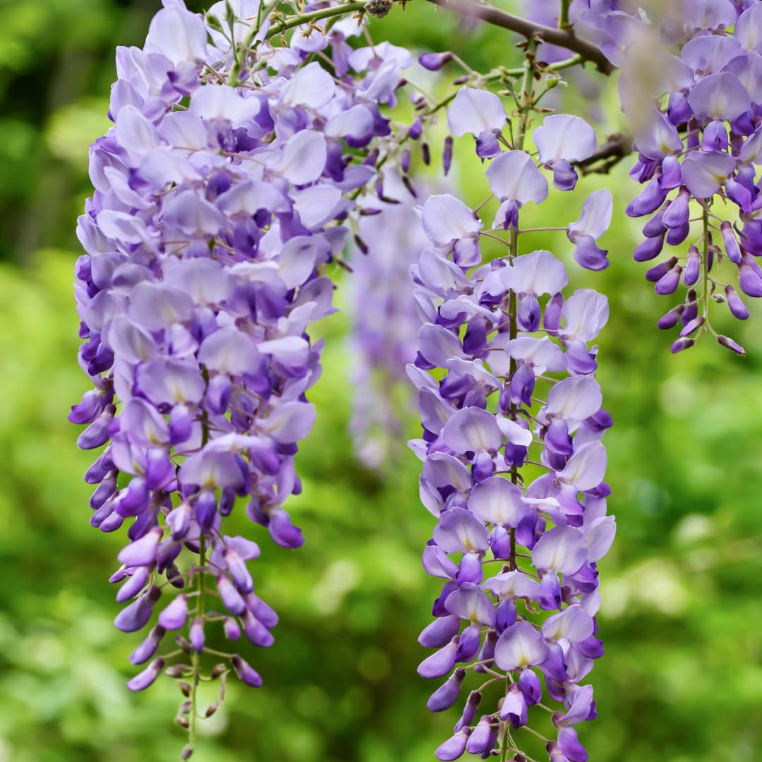 Wisteria Purple Flower seeds for Planting - Long Bloom Season, Heirloom & GMO Free Seeds for Home Garden
 
 Sale seeds for planting in home garden