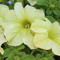 Cream Petunia Flower Seeds for Planting Heirloom NONGMO Seeds Easy to Grow Garden Blooms Hardy Variety 
 
 Sale