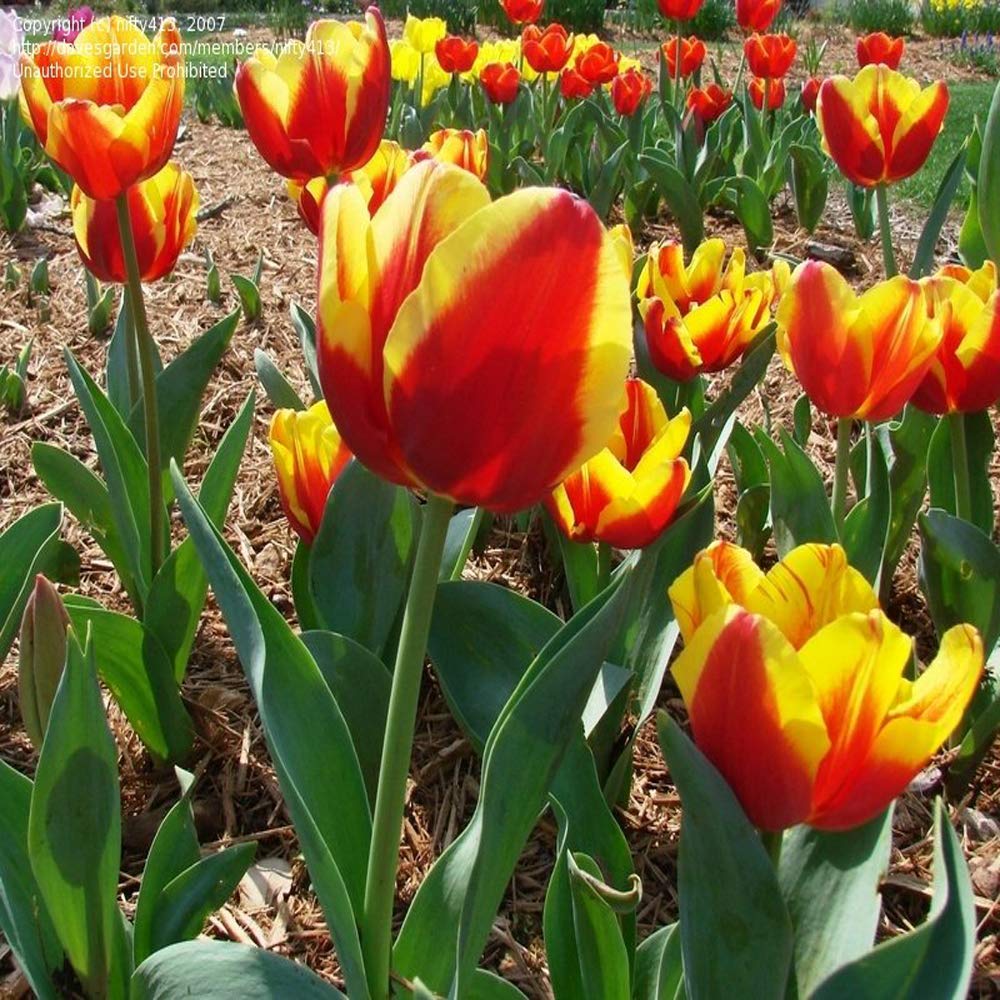 Red Yellow Tulip Flower Seeds Compact Growth Heirloom NonGMO Organic Garden Seeds for Planting
 
 Sale