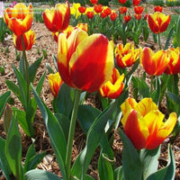 Red Yellow Tulip Flower Seeds Compact Growth Heirloom NonGMO Organic Garden Seeds for Planting
 
 Sale