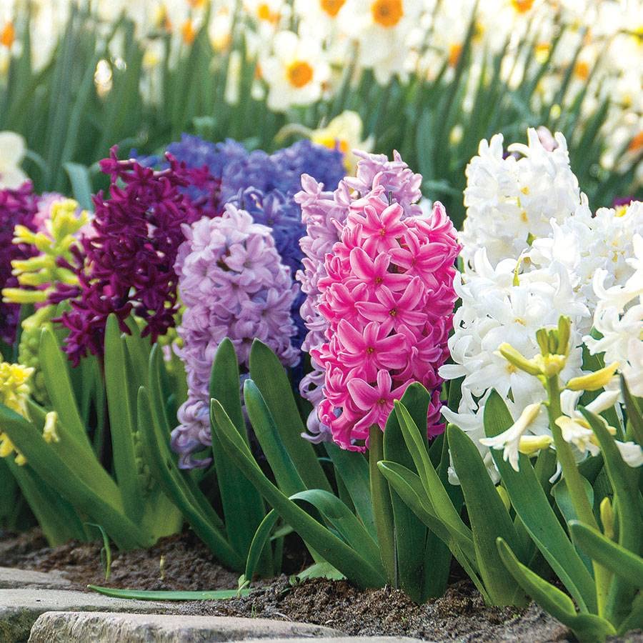 Hyacinth Flower seeds for Planting - Colorful Display, Heirloom & GMO Free Seeds for Home Garden
 
 Sale seeds for planting in home garden
