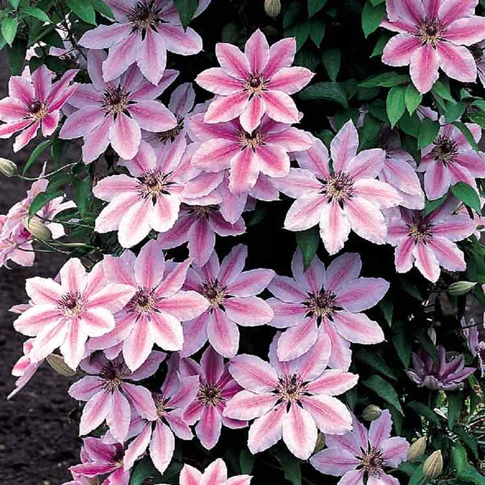 Light Pink Clematis Flower seeds for Planting Premium Quality Heirloom & GMO Free Seeds for Home Garden