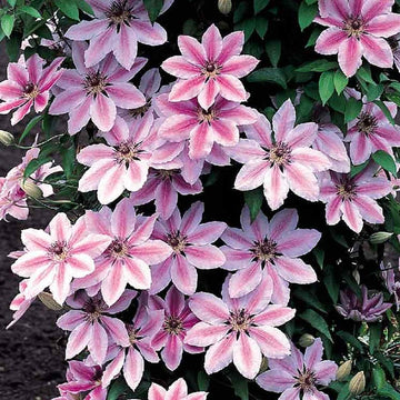 Light Pink Clematis Flower seeds for Planting Premium Quality Heirloom & GMO Free Seeds for Home Garden