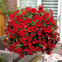 Heirloom Velour Petunia Flower seeds for Planting Pollinator Friendly Heirloom & GMO Free Seeds for Home Garden