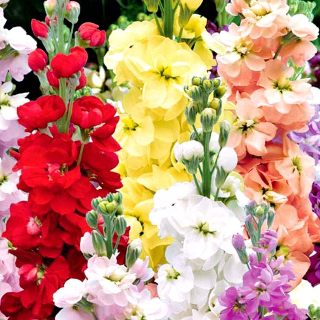 Mix Matthiola Incana Flower Seeds for Planting Seasonal Bloomer Heirloom & GMO Free Seeds for Home Garden
 
 Sale