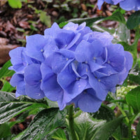 Geranium Blue Flower Seeds – Stunning Blue Geraniums for Beautiful Gardens (50 pcs)