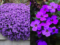 Aubretia Lila Flower seeds for Planting Perfect for Borders Heirloom & GMO Free Seeds for Home Garden