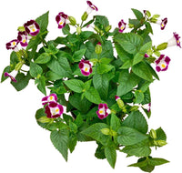 Wishbone Mixed Flower Seeds for planting in flower bed
