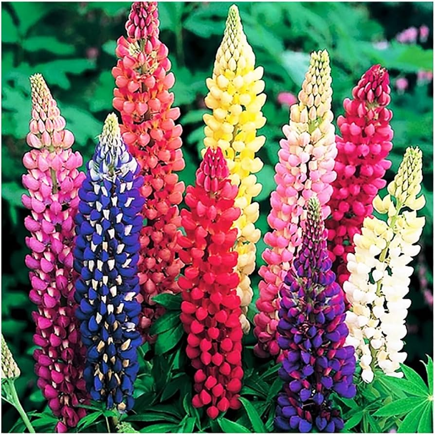 Castle Russell Lupine Seeds for Planting Lupinus Polyphyllus flower bed wild garden