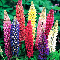 Castle Russell Lupine Seeds for Planting Lupinus Polyphyllus flower bed wild garden