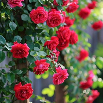 Red Ruby Rose Flower Seeds for Planting Colorful Display Heirloom & GMO Free Seeds for Home Garden
 
 Sale