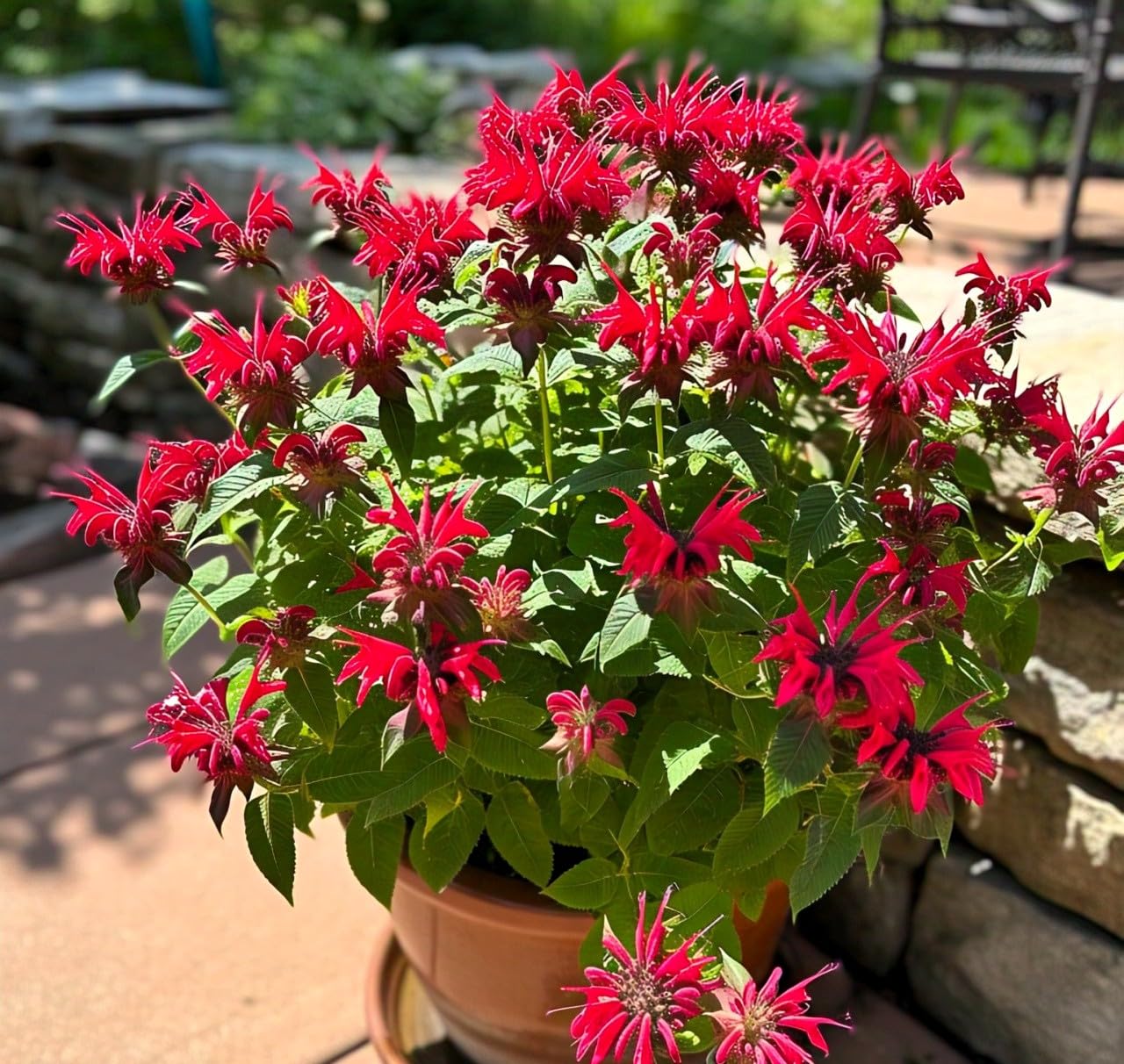 Monarda Flower seeds for Planting - Compact Growth, Heirloom & GMO Free Seeds for Home Garden
