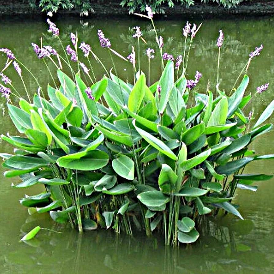 Green Thalia Dealbata Flower Seeds for Planting Fragrant Blossoms Heirloom & GMO Free Seeds for Home Garden
 
 Sale