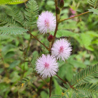 Pink Mimosa Pudica Flower seeds for Planting - Hardy Variety, Heirloom & GMO Free Seeds for Home Garden