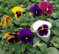 Pansy Giant Mix Seeds for Planting Flower Pots Balcony Gardens