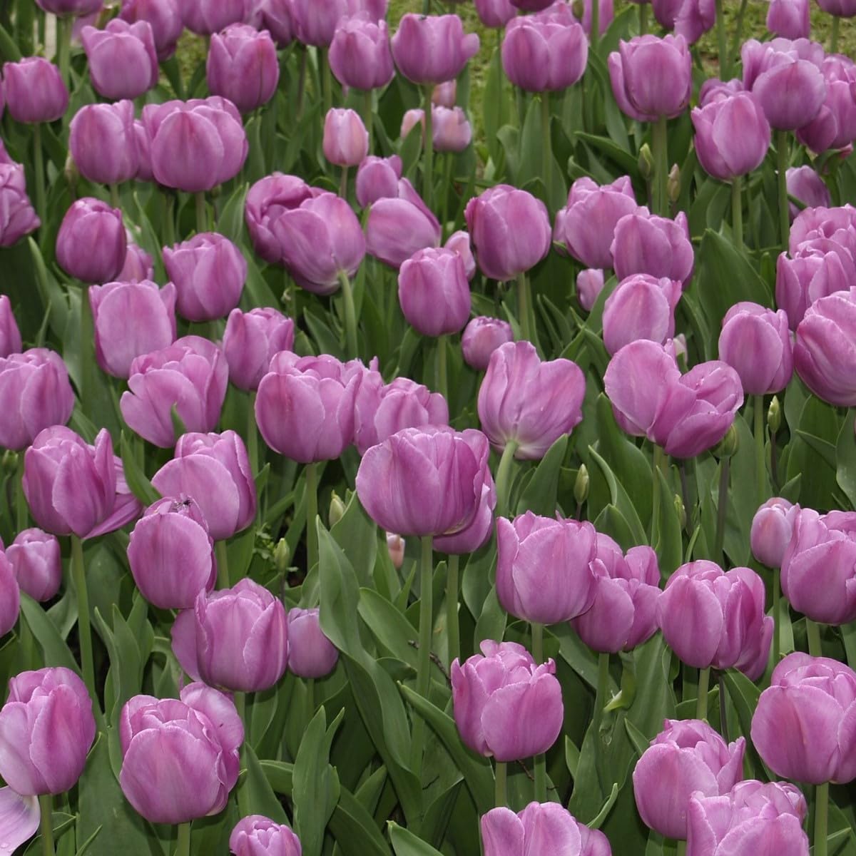 Violet Tulip Flower seeds for Planting - Wildflower Mix, Heirloom & GMO Free Seeds for Home Garden