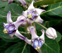 Calotropis Gigantea Flower seeds for Planting Cottage Garden Essential Heirloom & GMO Free Seeds for Home Garden