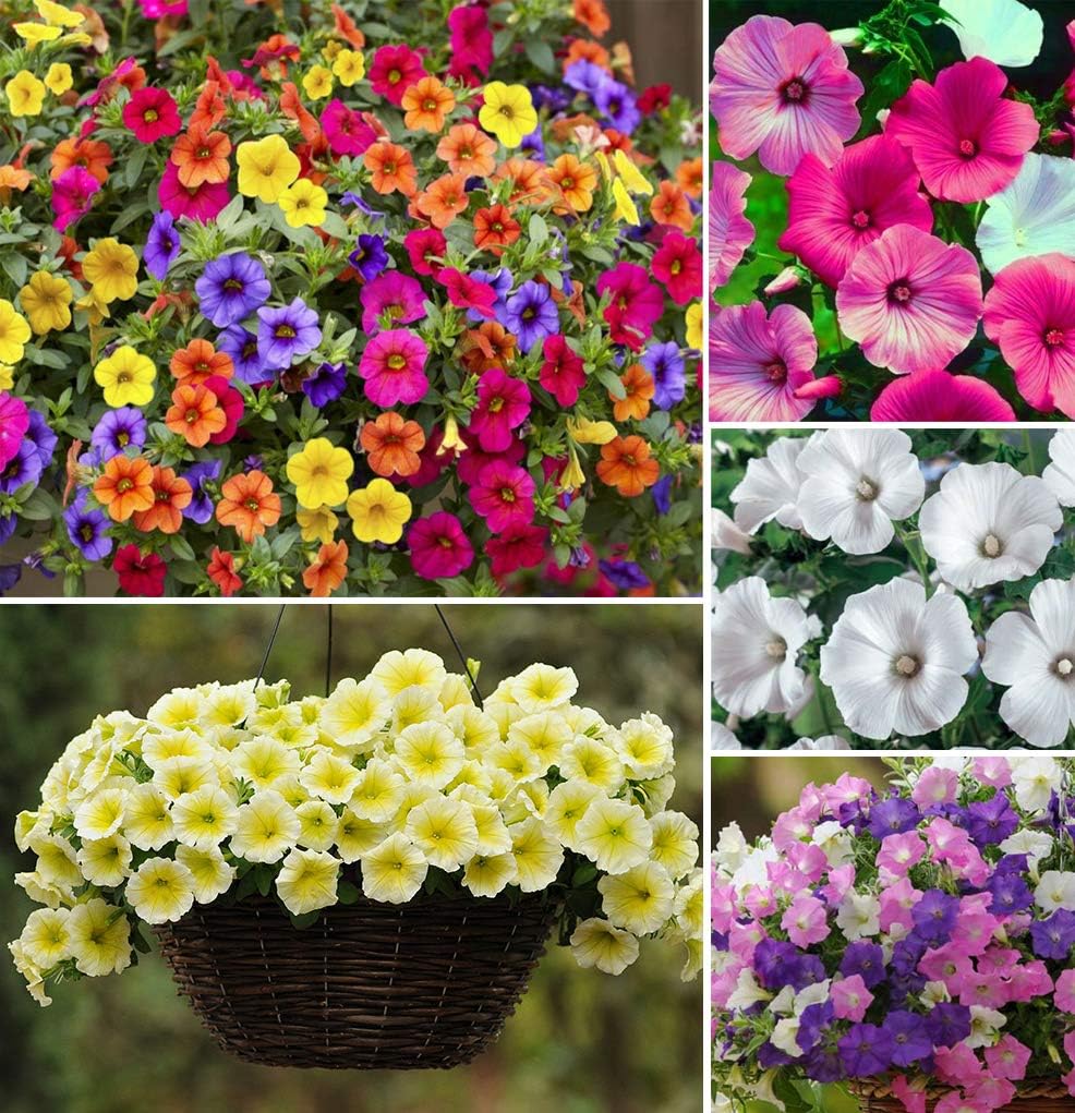 MultiColour Hanging Petunia Flower Seeds for Planting Heirloom NONGMO Easy to Grow Garden Blooms 
 
 Sale