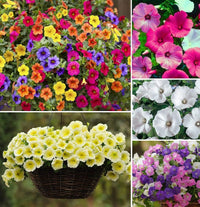 MultiColour Hanging Petunia Flower Seeds for Planting Heirloom NONGMO Easy to Grow Garden Blooms 
 
 Sale