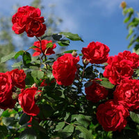 Rose Bush Flower seeds for Planting Vibrant Colors Heirloom & GMO Free Seeds for Home Garden
