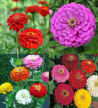 MultiColor Zinnia Flower seeds for Planting Easy to Grow Heirloom & GMO Free Seeds for Home Garden
