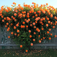 Yellow Orange Rose Flower seeds for Planting - Perfect for Borders, Heirloom & GMO Free Seeds for Home Garden