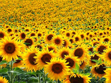 Light Yellow Sunflower Seeds for Planting Premium Quality Heirloom & GMO Free Seeds for Home Garden
 
 Sale