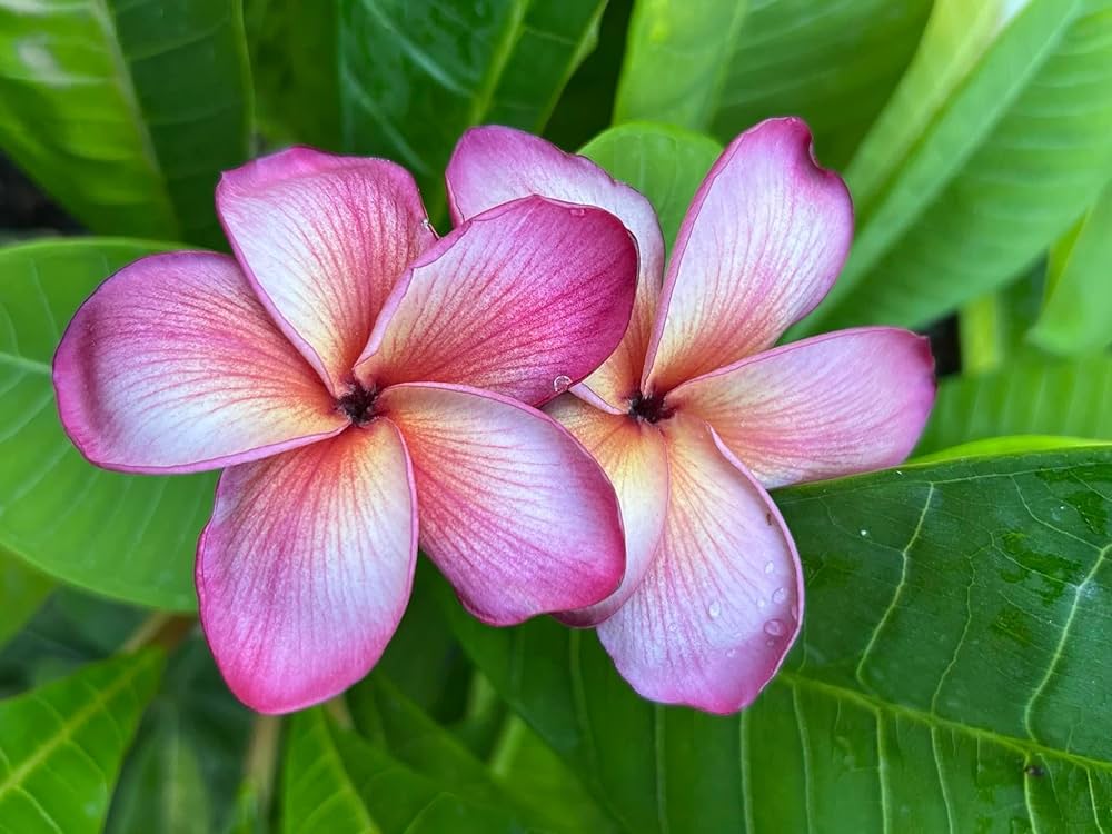 Plumeria Green Blue Flower Seeds – Fragrant, Vibrant Tropical Flowers for Your Garden