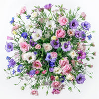 Mixed Lisianthus Sapphire Flower seeds for Planting - Seasonal Bloomer, Heirloom & GMO Free Seeds for Home Garden
