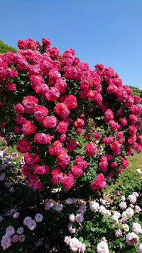 Deep Pink Climbing Rose Flower Seeds for Planting Cottage Garden Essential Heirloom & GMO Free Seeds for Home Garden
 
 Sale